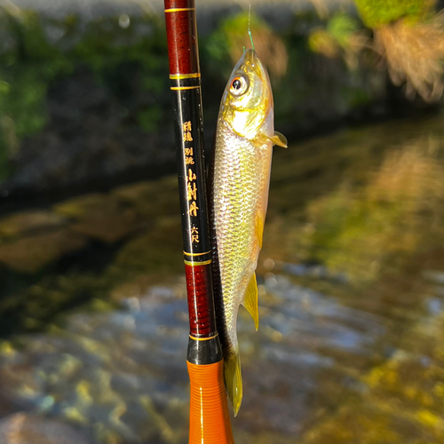 カワムツの釣果