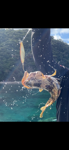 カンモンハタの釣果