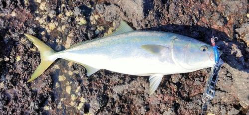 ヤズの釣果