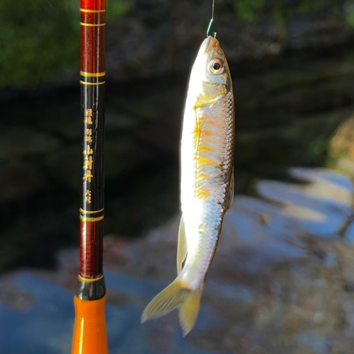 オイカワの釣果