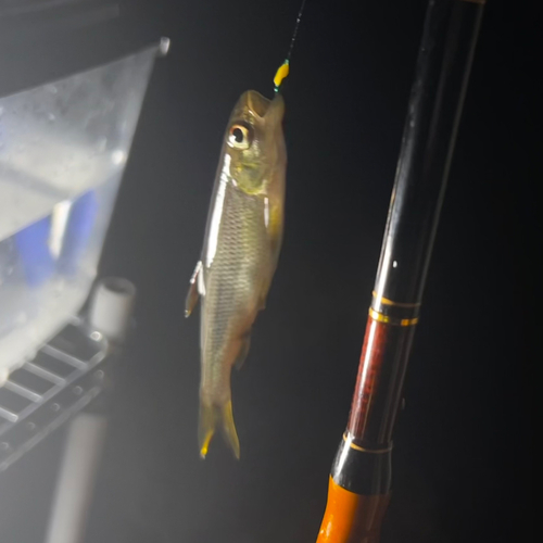 カワムツの釣果