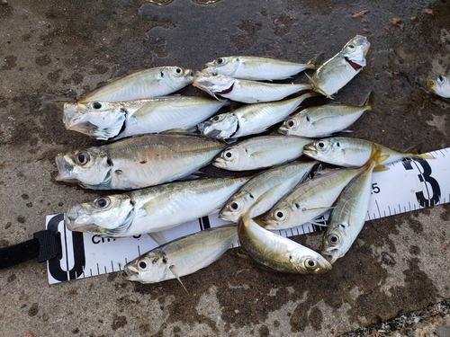 アジの釣果