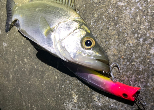 セイゴ（マルスズキ）の釣果