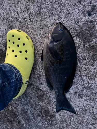 クロの釣果