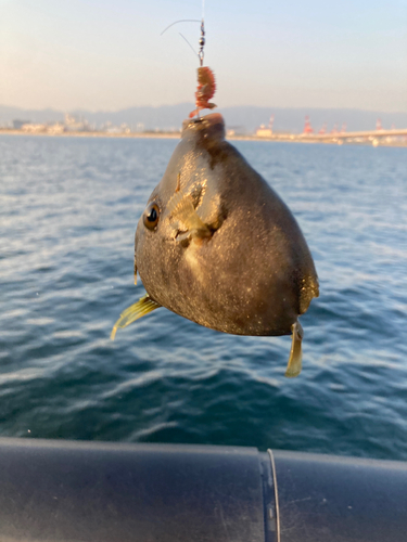 カワハギの釣果