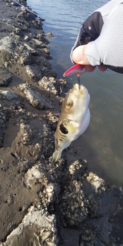 フグの釣果