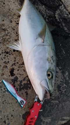 ヤズの釣果