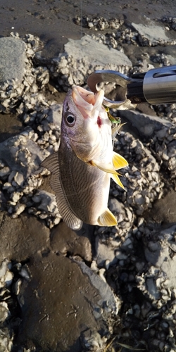 シログチの釣果