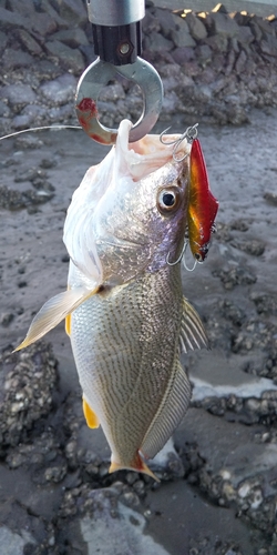 シログチの釣果