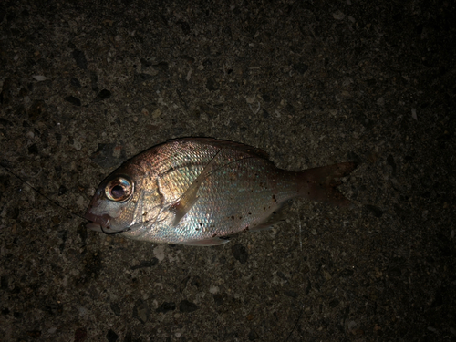 チャリコの釣果