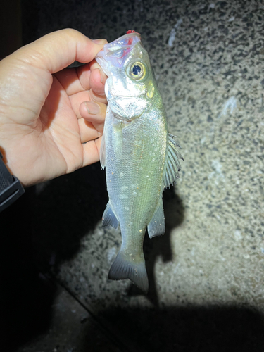 ヒラスズキの釣果