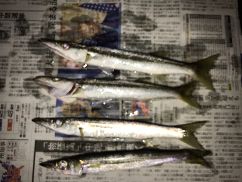 カマスの釣果