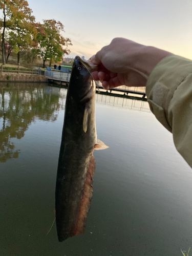 ナマズの釣果