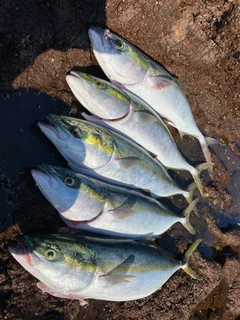 メジロの釣果