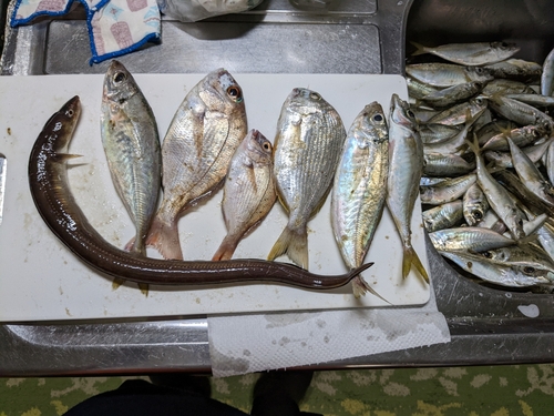 アジの釣果