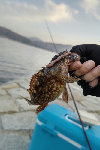 カサゴの釣果