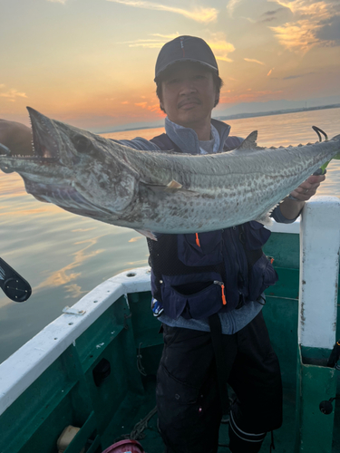 サワラの釣果