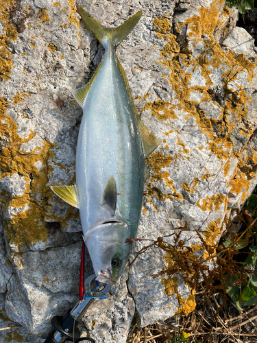 ヤズの釣果