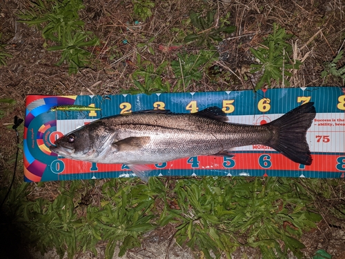 シーバスの釣果