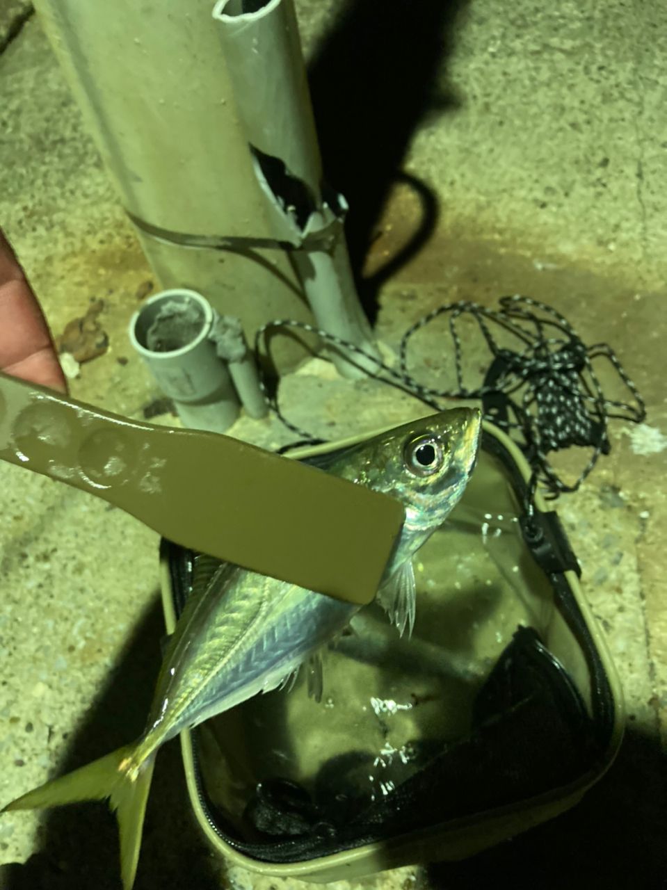 アジ