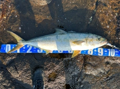ヒラマサの釣果