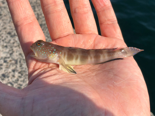 イトヒキハゼの釣果