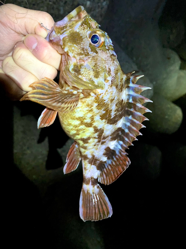 カサゴの釣果