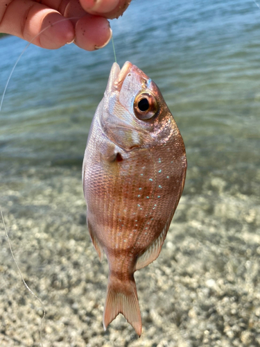 チダイの釣果