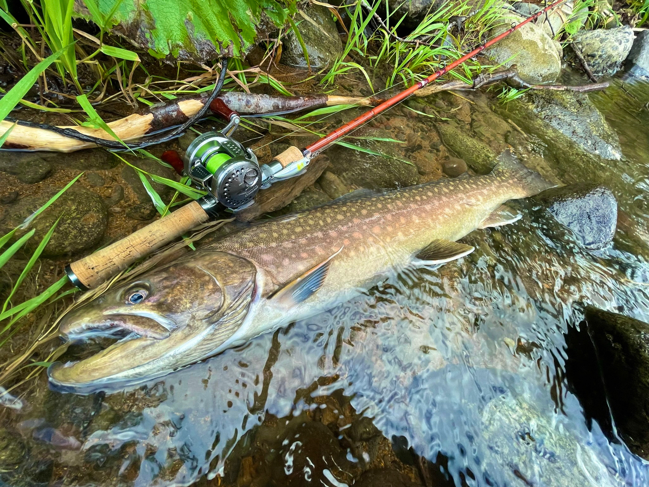 アメマス