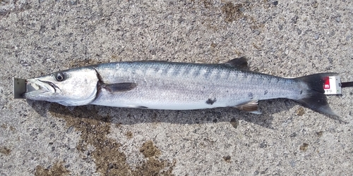 オニカマスの釣果