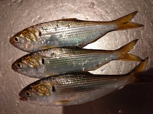 コノシロの釣果