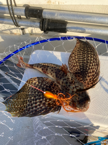 セミホウボウの釣果