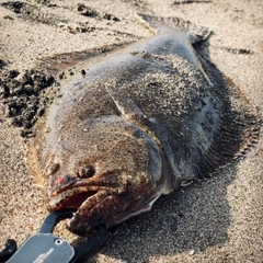 ヒラメの釣果
