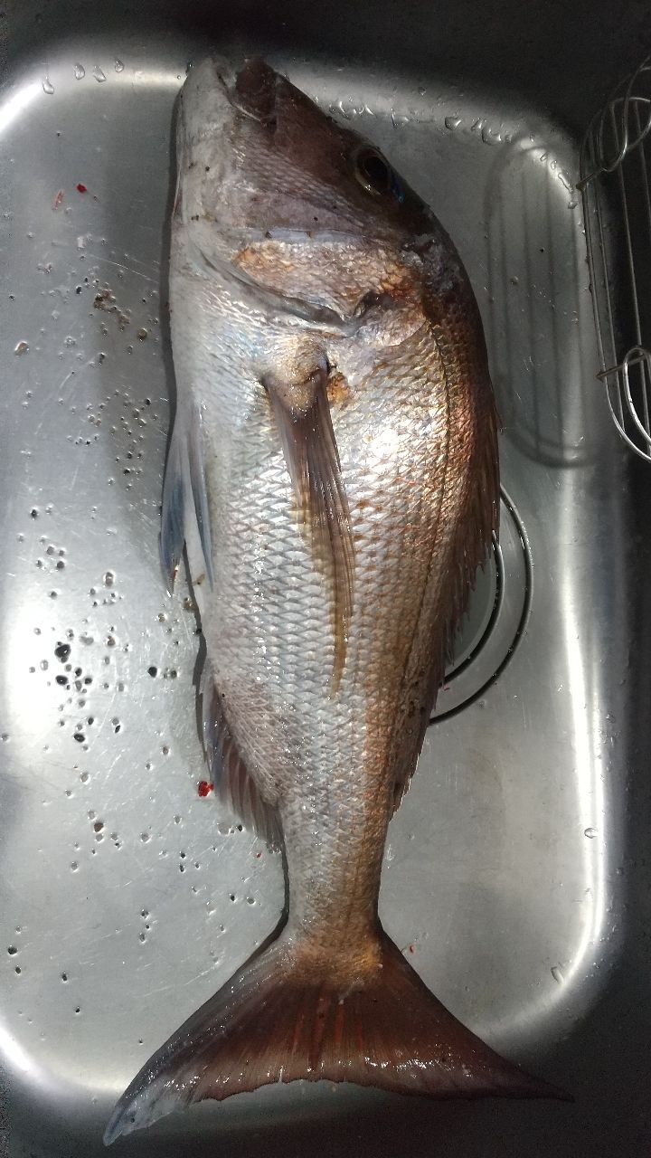 マダイ