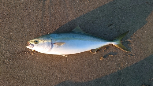 ワラサの釣果