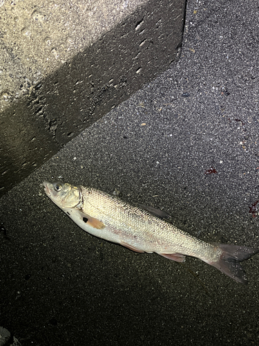 ウグイの釣果