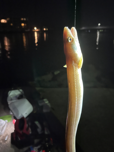 マアナゴの釣果