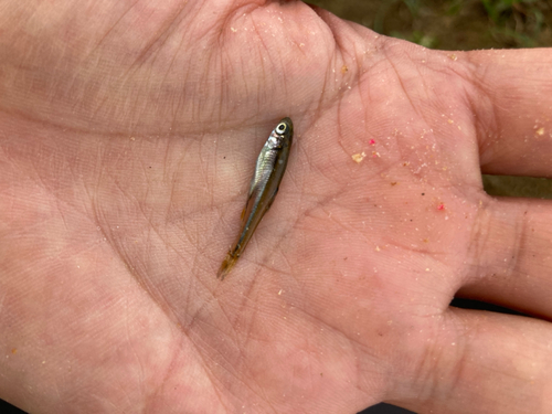 カワムツの釣果