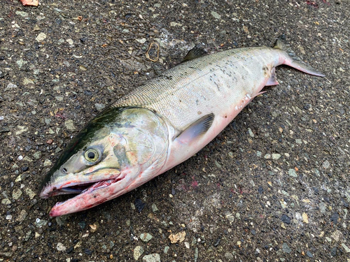 シロザケの釣果