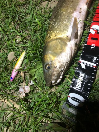 マルタウグイの釣果