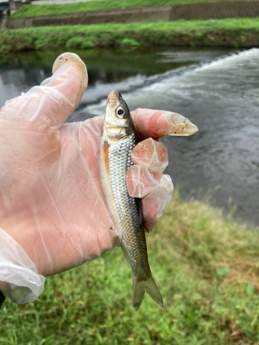 ニゴイの釣果