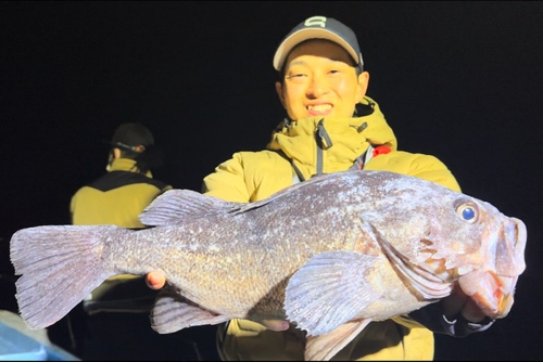 クロソイの釣果