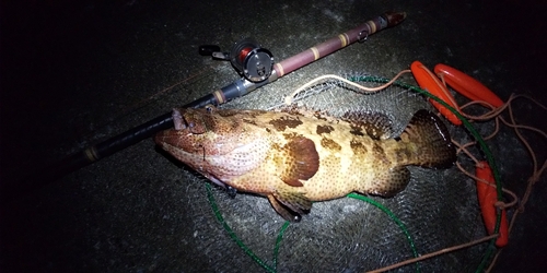 クエの釣果