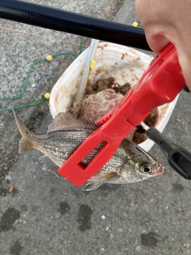 ウミタナゴの釣果