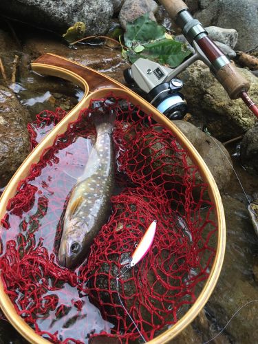 エゾイワナの釣果