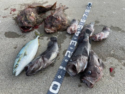 ソイの釣果