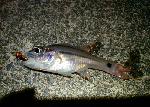 オオスジイシモチの釣果