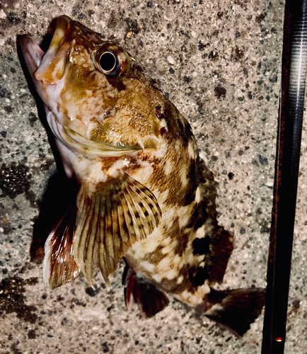 カサゴの釣果