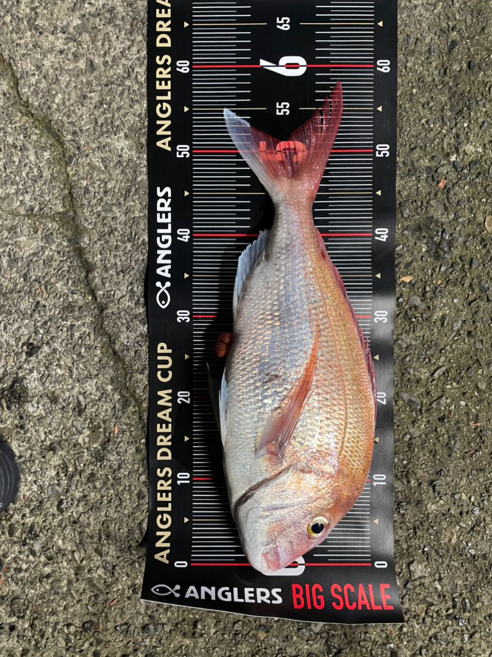 海カツさんの釣果 2枚目の画像