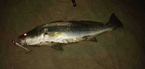 オオニベの釣果